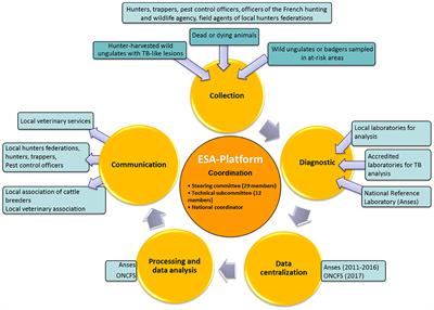 Infection of Wildlife by Mycobacterium bovis in France Assessment Through a National Surveillance System, Sylvatub